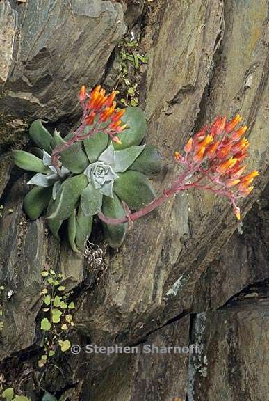 dudleya cymosa ssp cymosa 3 graphic